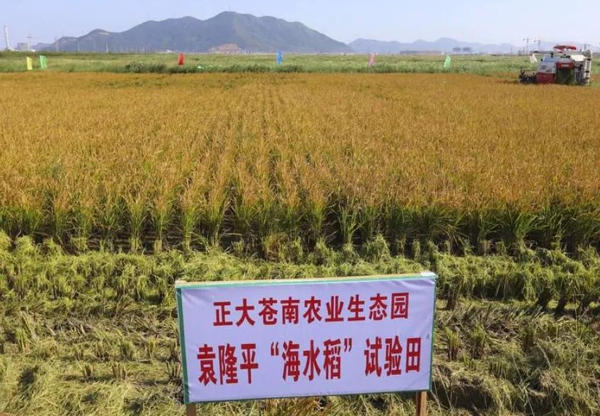 袁隆平团队海水稻开始产业化推广，这将会带我国民众带来怎样的福音？
