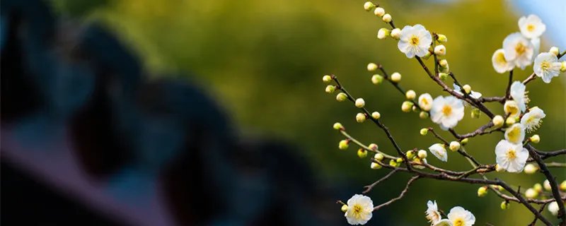 棠棣花的象征意义 棠棣代表什么象征意义