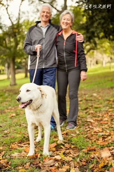 孕产母猪的保健