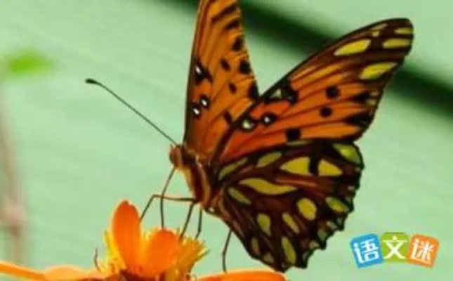 蝴蝶的翅膀