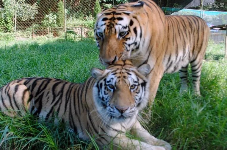 长沙动物园门票价格 长沙动物园好玩吗