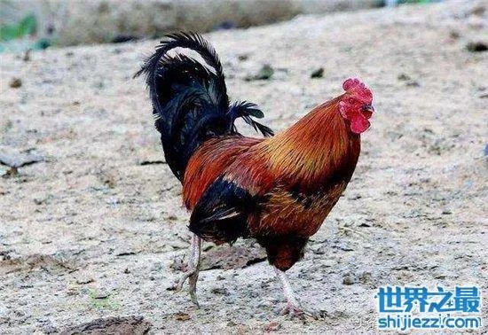 无头鸡存活一周，相当于现在的脑叶切除手术 