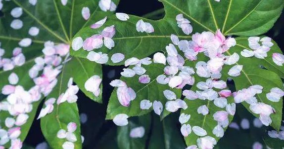 2019顾村樱花节什么时候 2019顾村公园樱花节门票多少