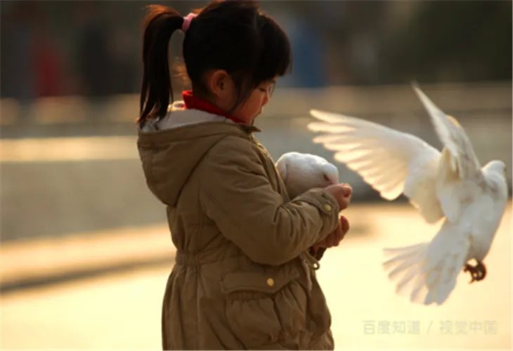 专家称和平鸽迷路概率很低,鸽子是靠什么辨别方向的?