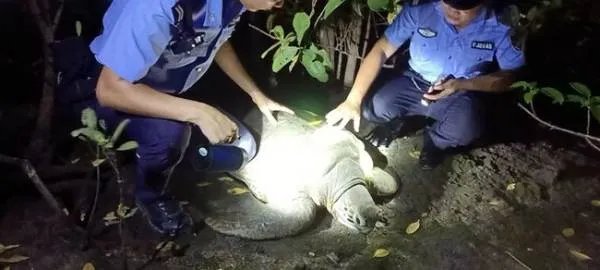 三亚红树林发现200斤患病巨龟,这属于国家保护动物吗?