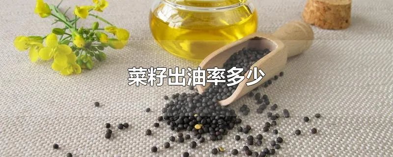 菜籽出油率多少