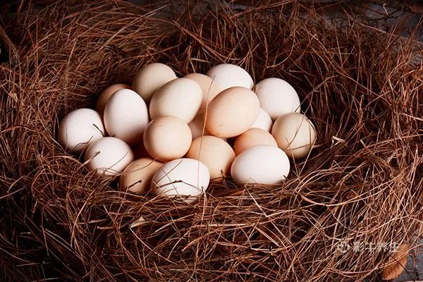 乌鸡蛋的功效与作用