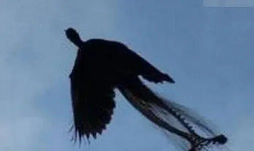 卫星拍到的真龙凤凰：青海湖有龙的传说传闻