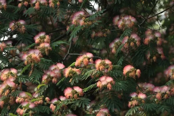 中药合欢果的作用