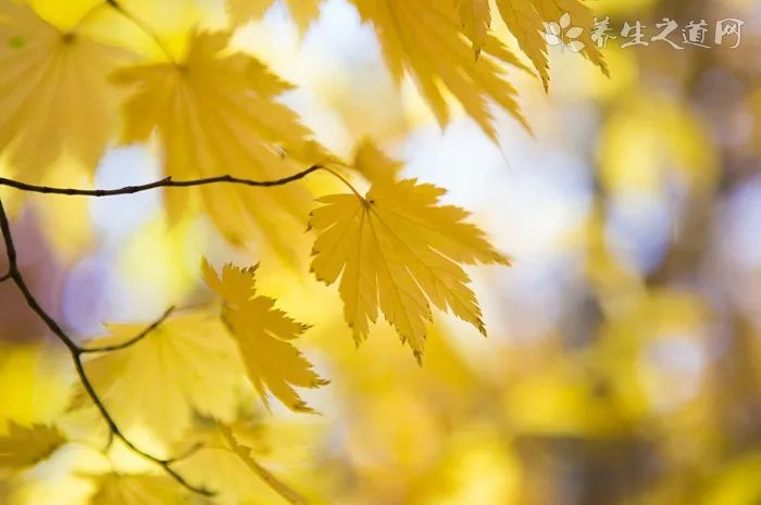 长得像林永健的狗是什么品种|图片