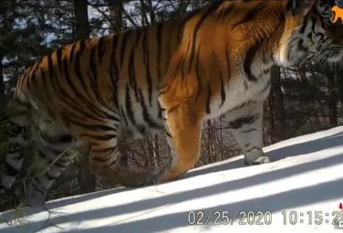 吉林东北虎豹影像对外公布 繁殖期虎豹活动频繁