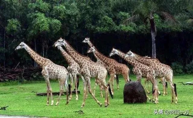 广州周末亲子游好去处？