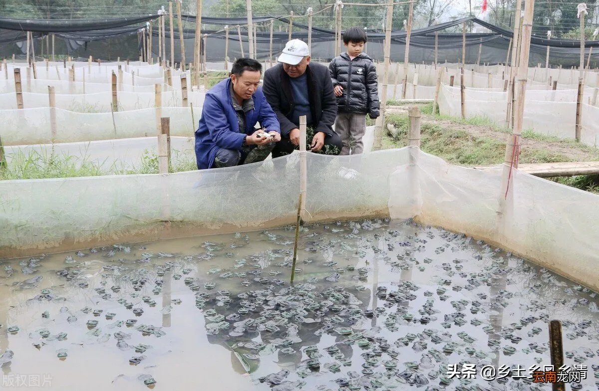 牛蛙养殖方法和技术大全 牛蛙养殖技术的培训