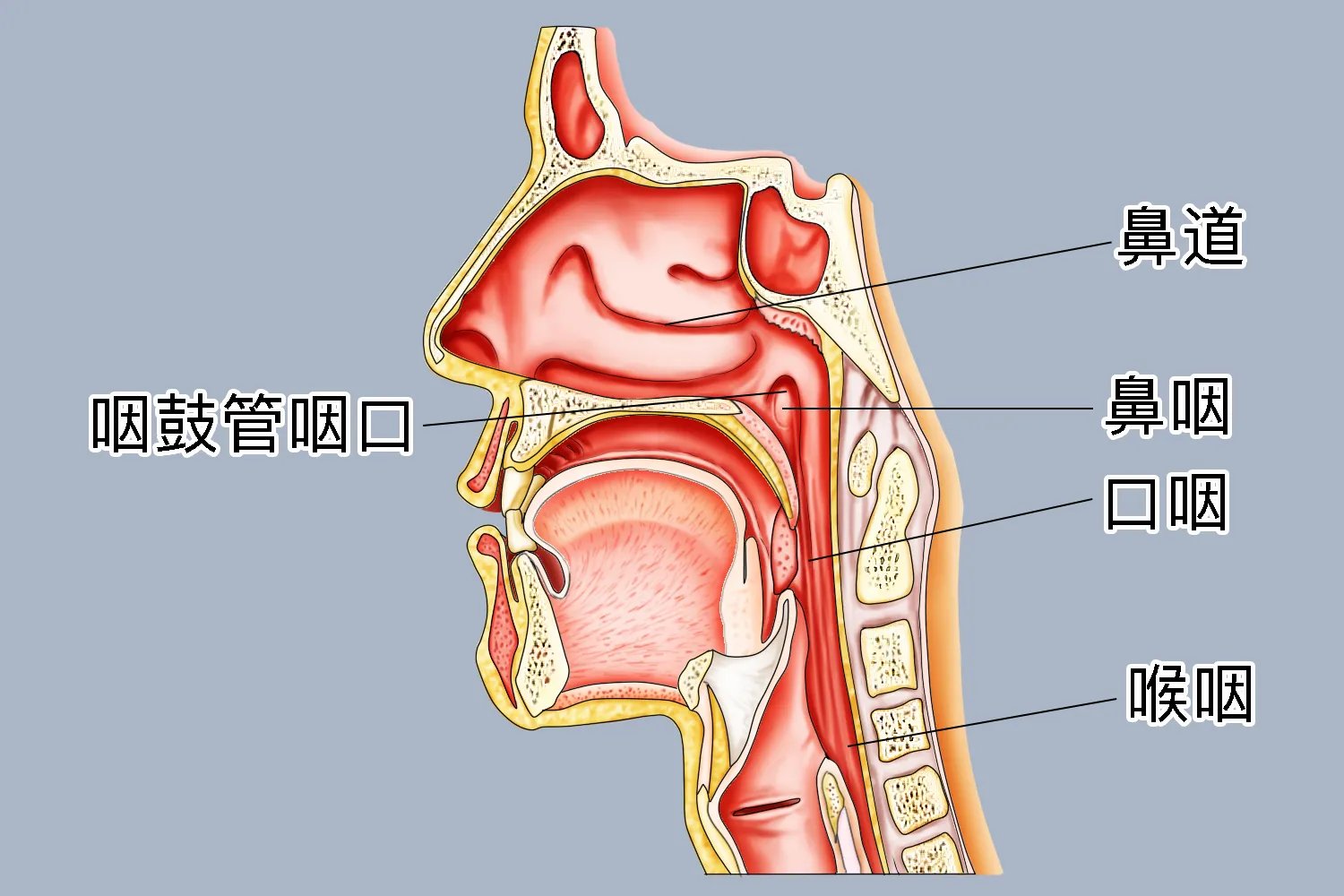 喉咙有几个管道图片