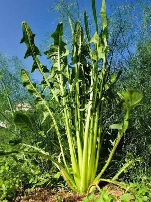 身体出现哪些症状，就说明你该排毒了呢？