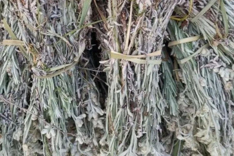 老头草药的图片