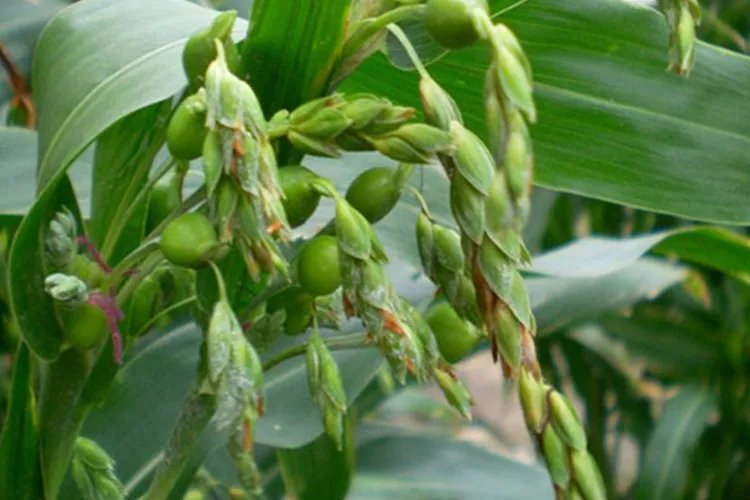 薏仁米图片植物图片