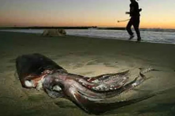 世界上十大怪物:第十名已被证实确实存在,你见过它吗?