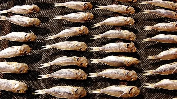 巴沙鱼为什么不能吃 关于巴沙鱼的前世今生