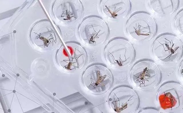 美国批准释放7.5亿只转基因蚊子，会对人类造成影响吗？