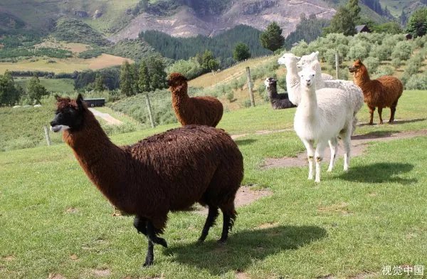 蒙古国正式启动3万只羊的捐赠程序，捐羊的流程是什么？