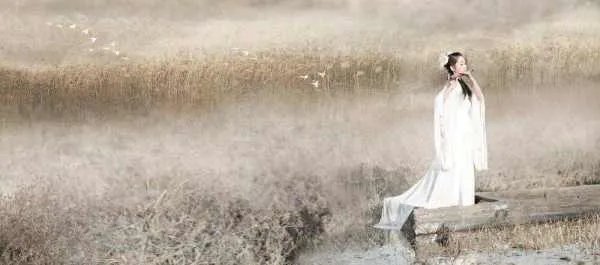 白露为霜。的上一句是什么