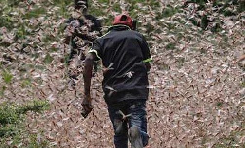 蝗虫在印度意外被灭，为何印度政府说6月可能还有更严重的蝗灾？