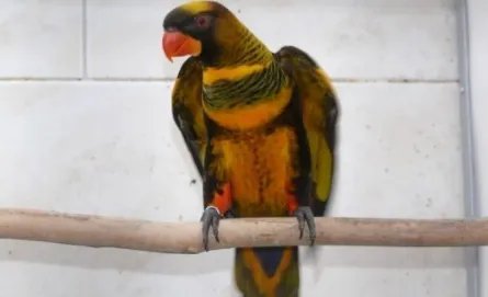 暗色吸蜜鹦鹉有哪些生活习性呢?需要怎样的饲养环境?