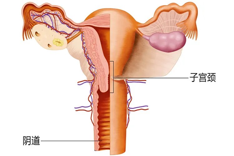 女人生孩子从哪个部位生下来