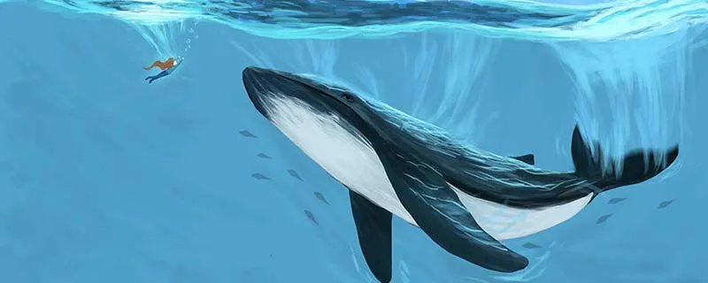 白鲸的特点 白鲸的特点有哪些