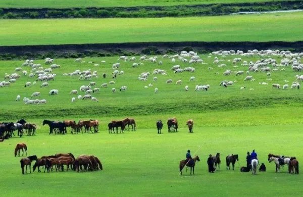 蒙古国赠的羊已进入隔离免疫区，这些羊是用来干什么的？
