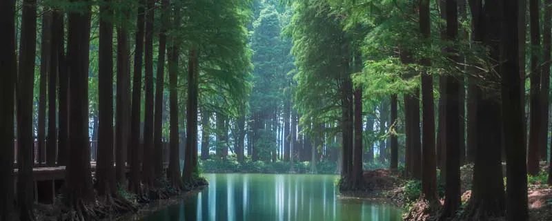 三人不抱树的意思是什么 什么叫三人不抱树