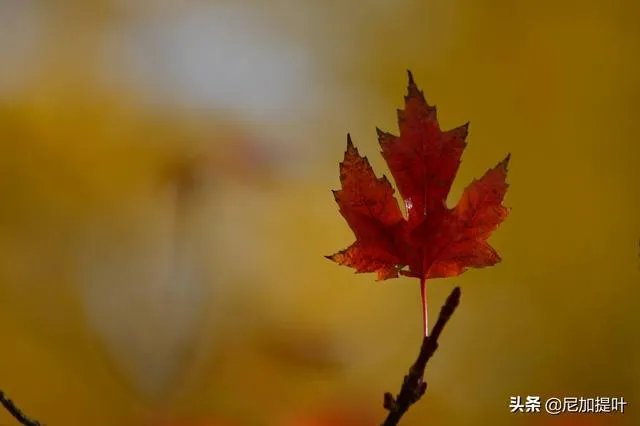 低端单反存在的意义是什么？