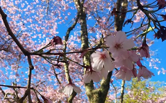 2019顾村樱花节什么时候 2019顾村公园樱花节门票多少