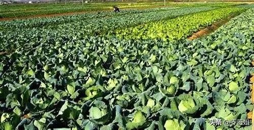 三农指的是什么,什么是三农?