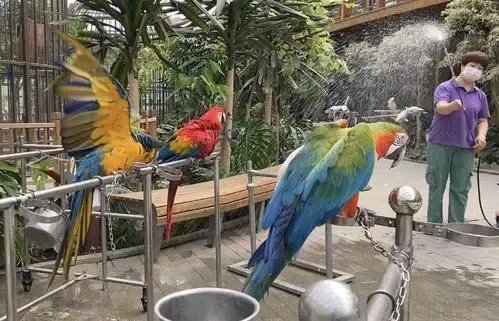 浙江女子围观宰鸭后被确诊鹦鹉热，鹦鹉热病是什么症状？