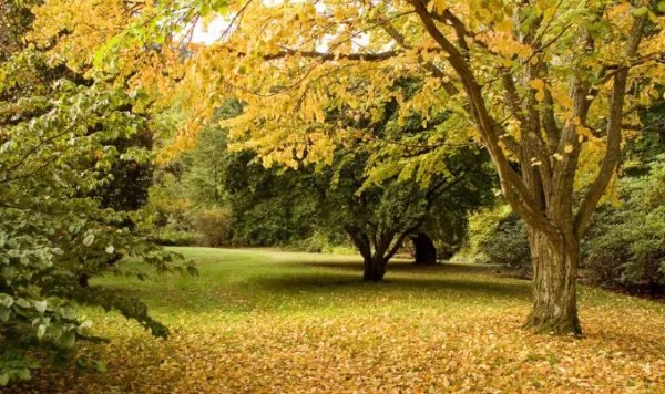 画一幅秋天的画？