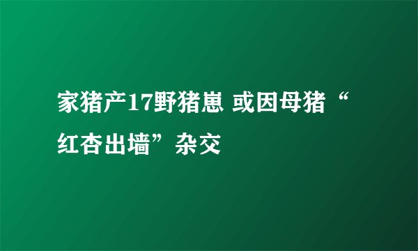 家猪产17野猪崽 或因母猪“红杏出墙”杂交
