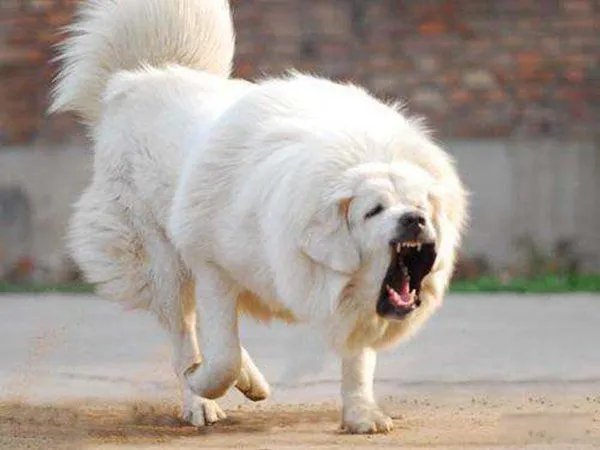 藏獒咬死主人的真相是什么 咬主人是因为什么