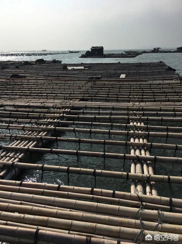 鲍鱼要怎么养殖？