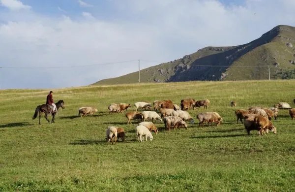 蒙古国赠的羊已进入隔离免疫区，这些羊是用来干什么的？