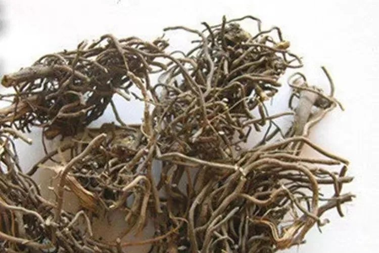 四块瓦草药图片