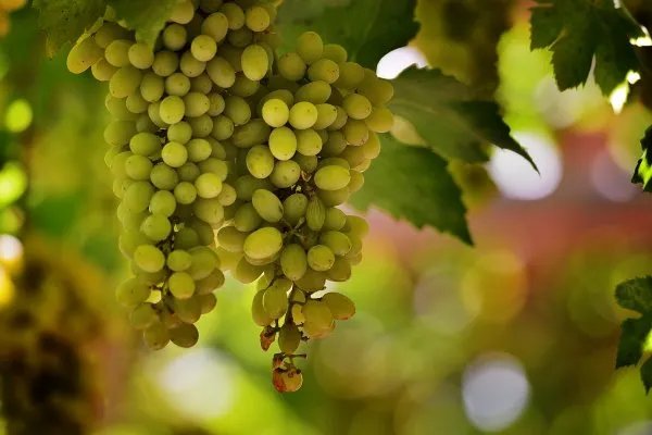 新疆全面恢复正常生产生活秩序,防疫工作还会持续进行吗