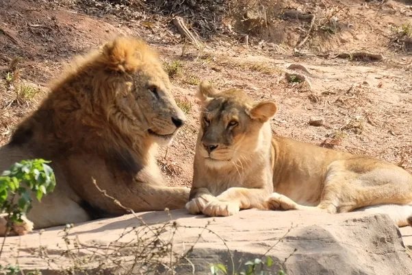 上海一野生动物园工作人员遭熊袭击身亡，事件原因是？