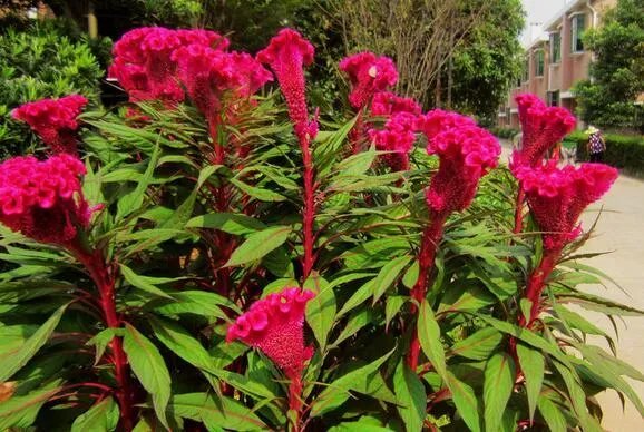 鸡冠花图片 鸡冠花都有哪些作用