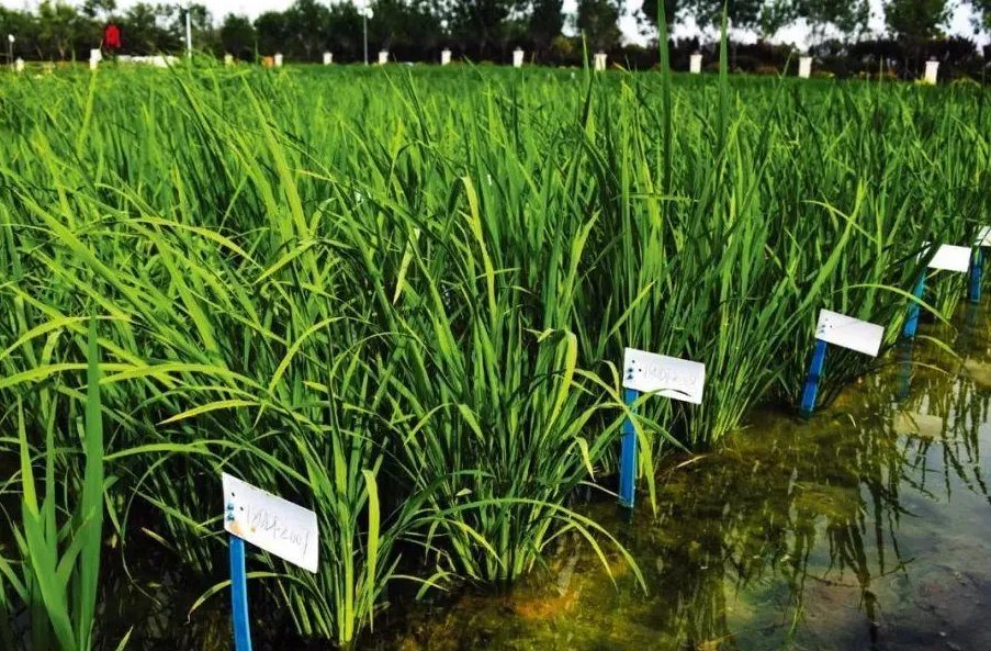 袁隆平团队海水稻开始产业化推广，这将会带我国民众带来怎样的福音？