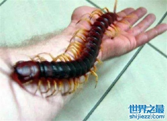 波多黎各巨人蜈蚣，人类面前很温顺不会主动攻击 