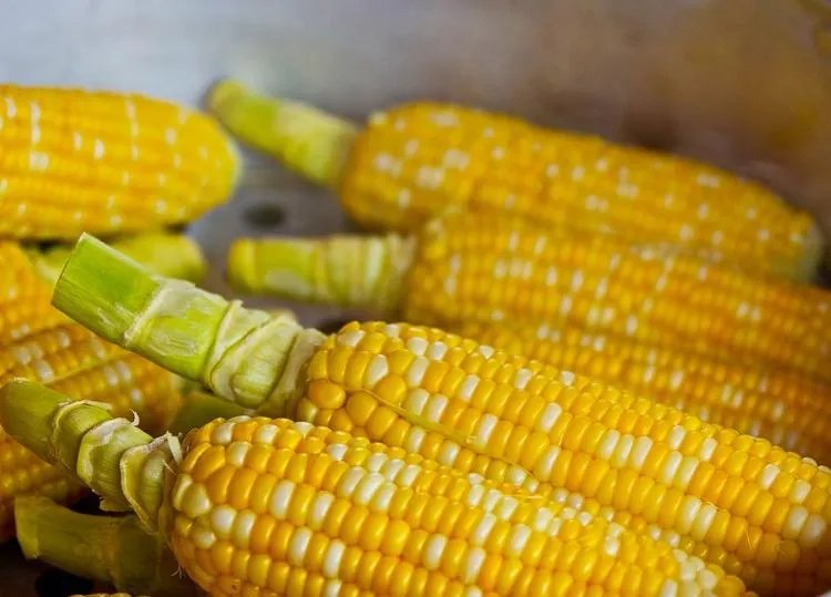 玉米的功效与作用