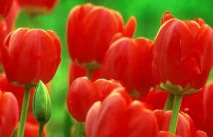 康乃馨价格比去年母亲节上涨近150%,鲜花价格为何会上涨的如此厉害?