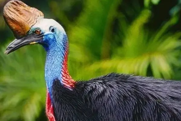 世界上最大的10种鸟,第一是非洲鸵鸟,第五是空中霸主
